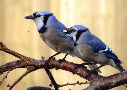 what is a group of blue jays called