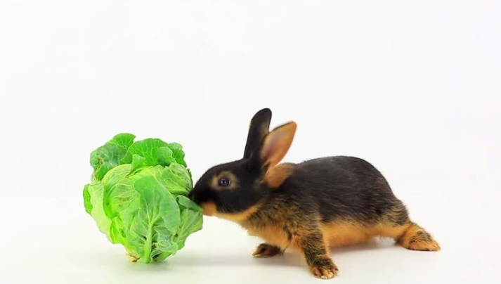 what animal eats cabbage