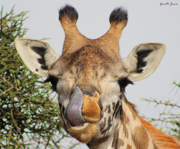 what color are giraffes tongues