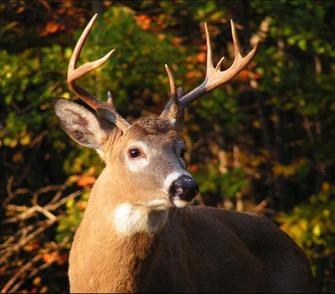 what animal eats cabbage