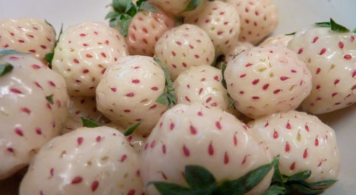winter frost pineberries