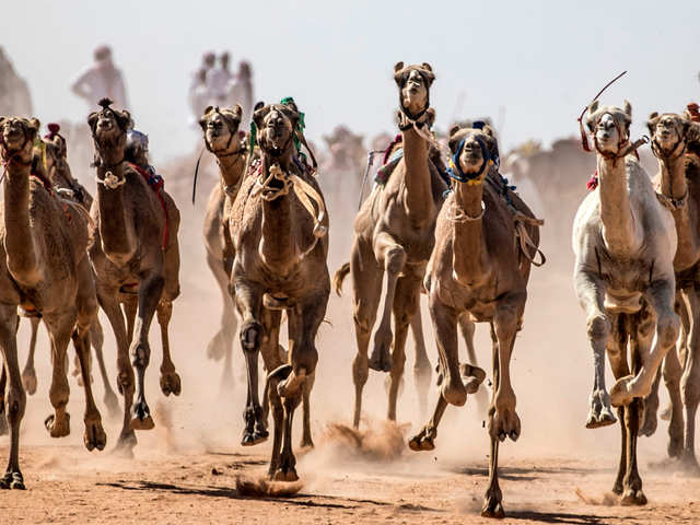 are camels faster than horses