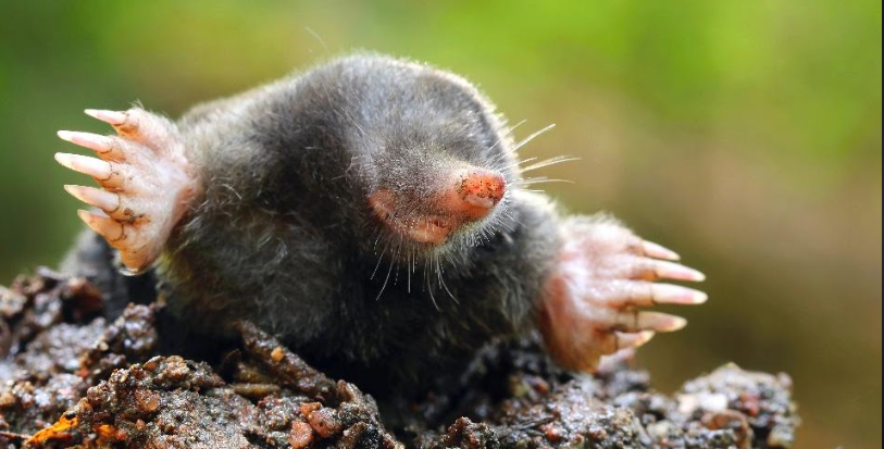 do moles make noises