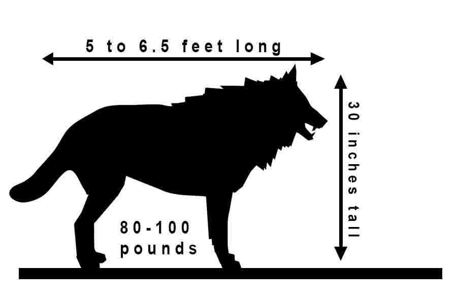 how big is a wolf compared to a human