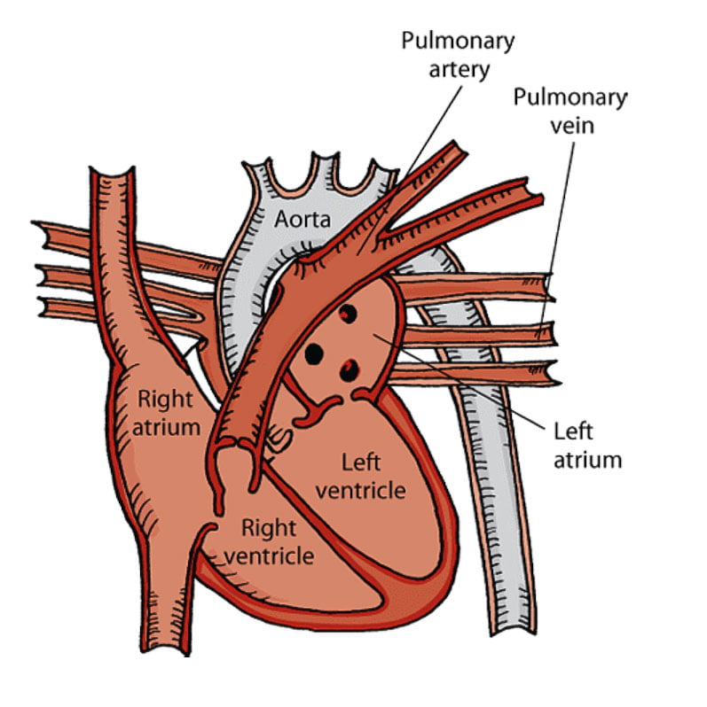 Exploring the Fascinating Dimensions of a Cat's Heart How Big is it?
