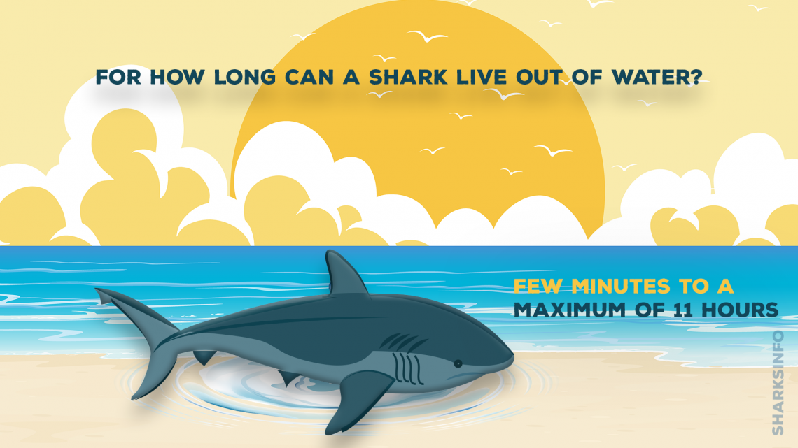 how long can a shark live out of water