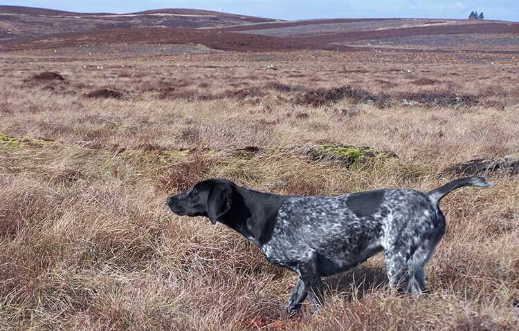 how fast can a german shorthaired pointer run