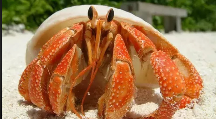 how long can hermit crabs go without water