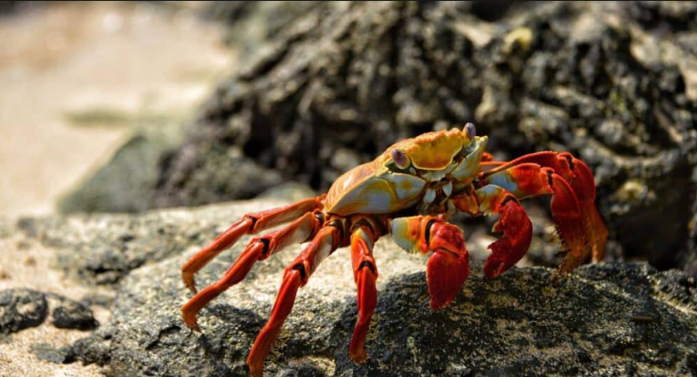how long can hermit crabs go without water