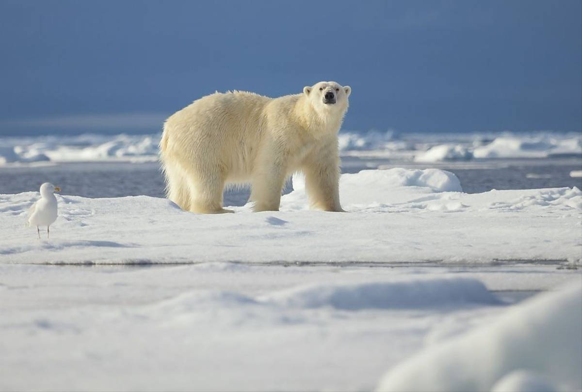 how tall is a polar bear standing up