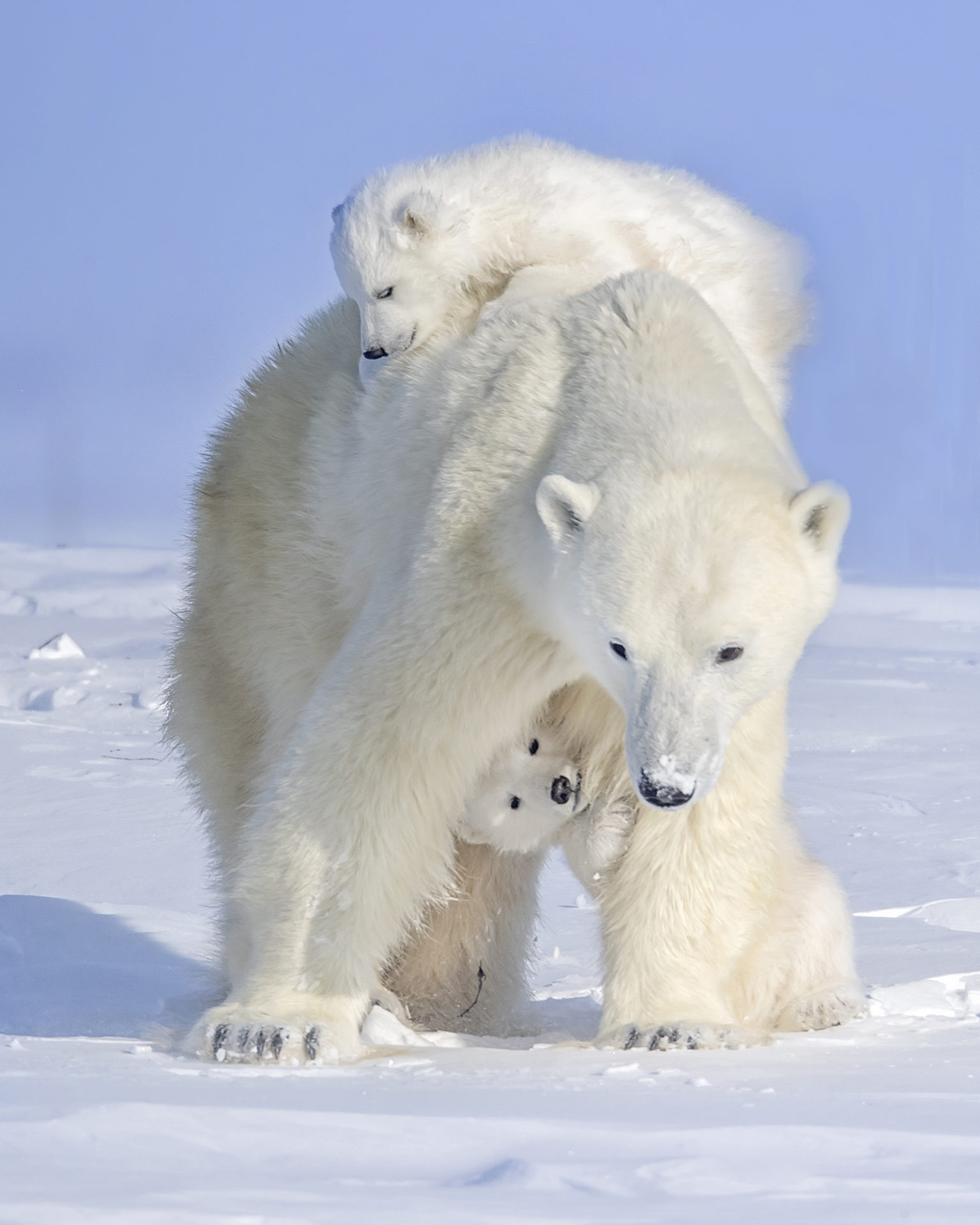 how tall is a polar bear standing up
