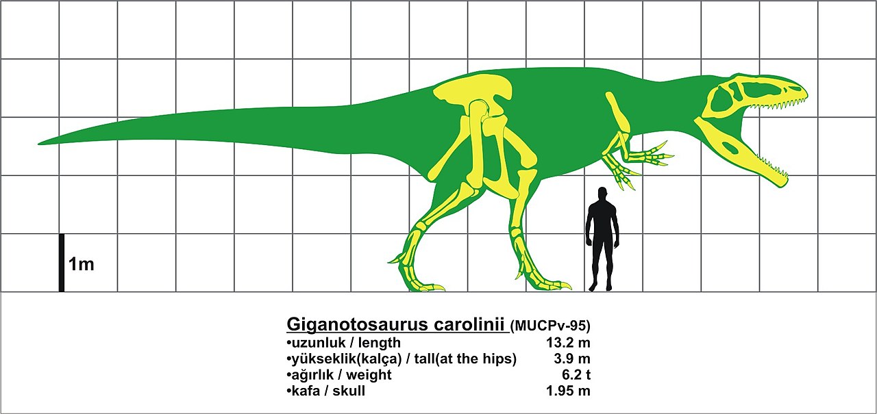 how tall is a giganotosaurus
