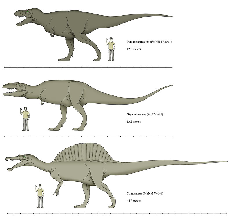 how tall is a giganotosaurus