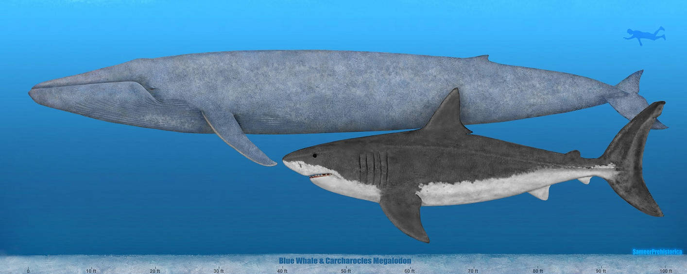 megalodon vs blue whale