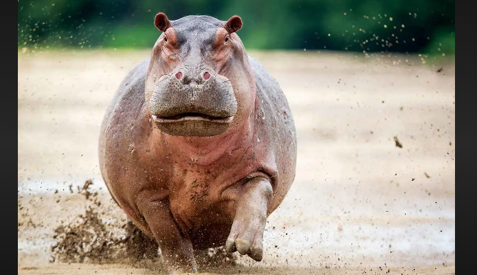 how fast can hippos run