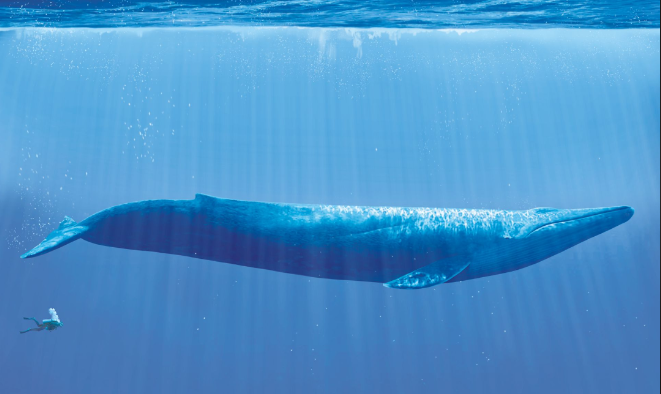 blue whale compared to human