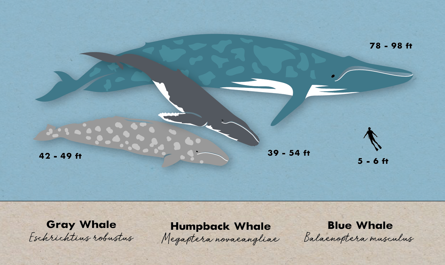 blue whale compared to human
