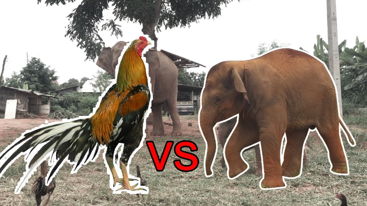 how many chickens would it take to kill an elephant