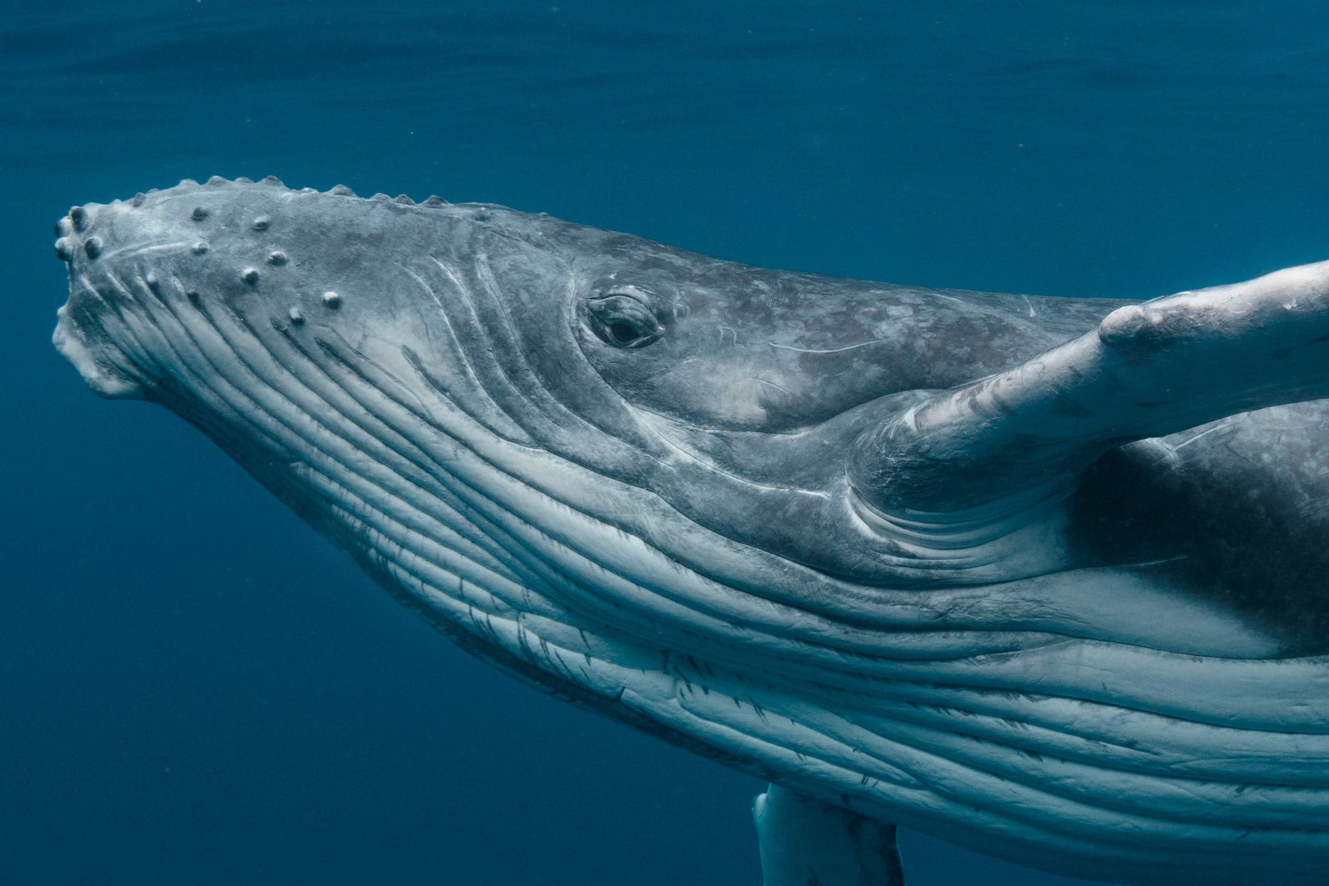 how big is a whale eye
