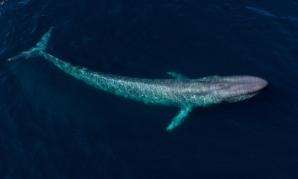 blue whale vs elephant size