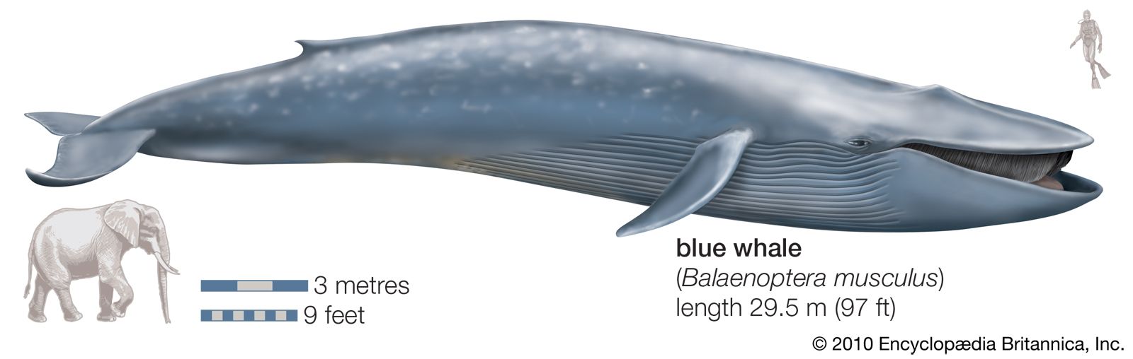 blue whale vs elephant size