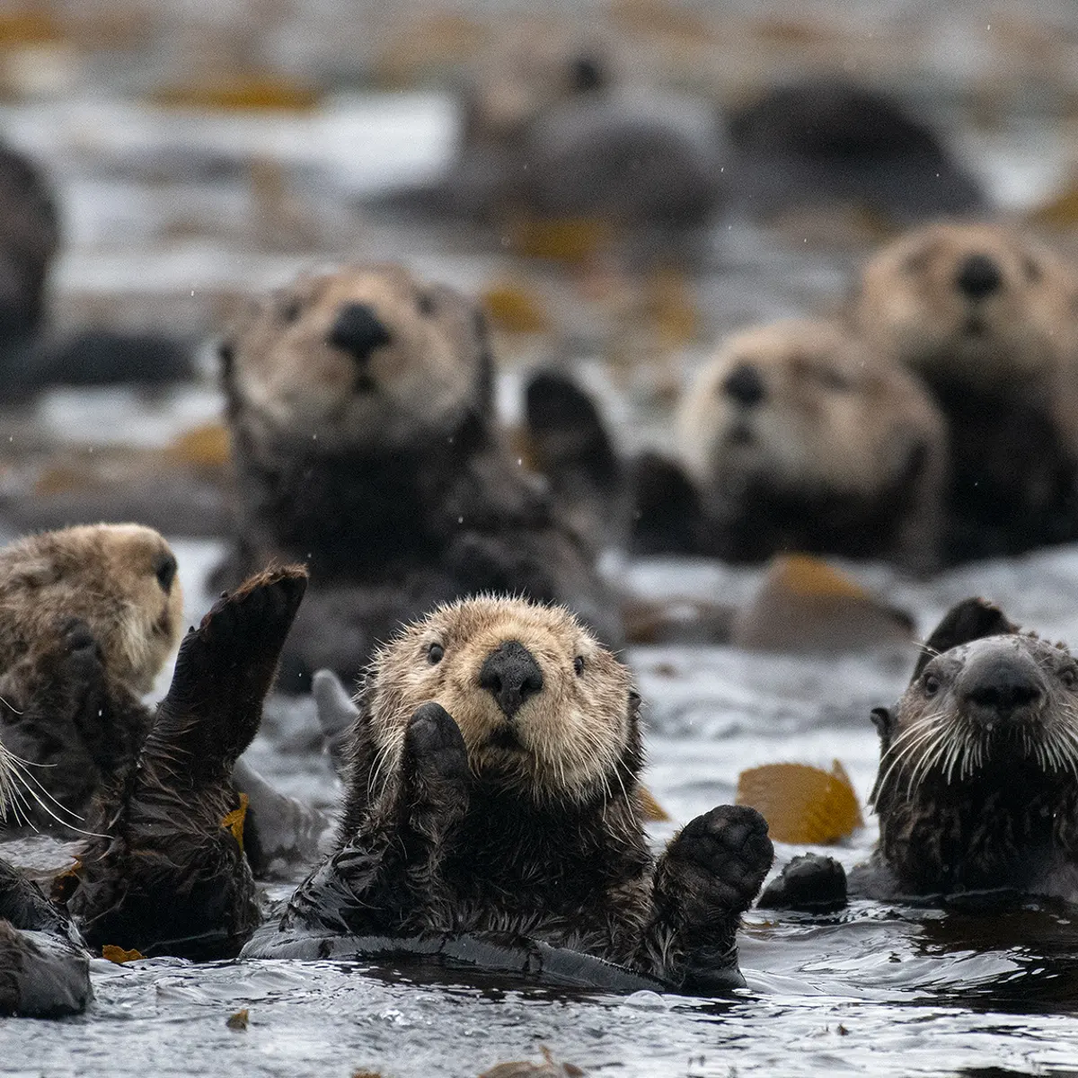 Exploring the Costs of Otters How Much Does an Otter Cost?