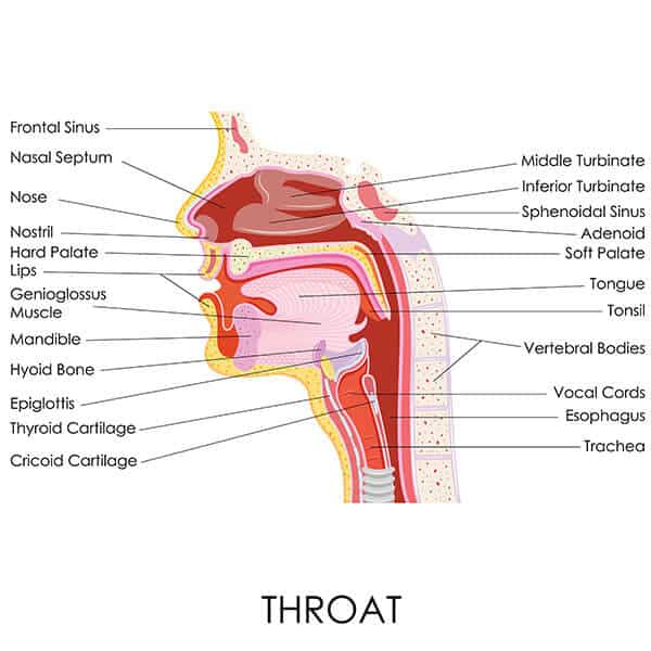 how many pipes in your throat