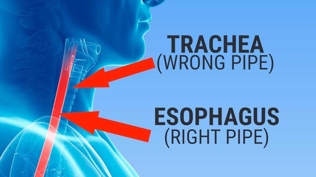 how many pipes in your throat