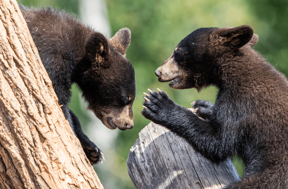 how many stomachs does a bear have