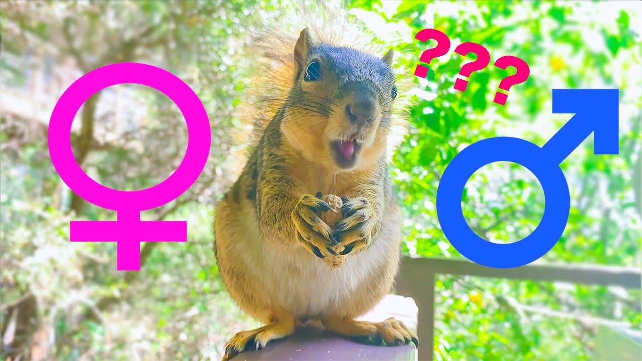 how to tell if a squirrel is male or female