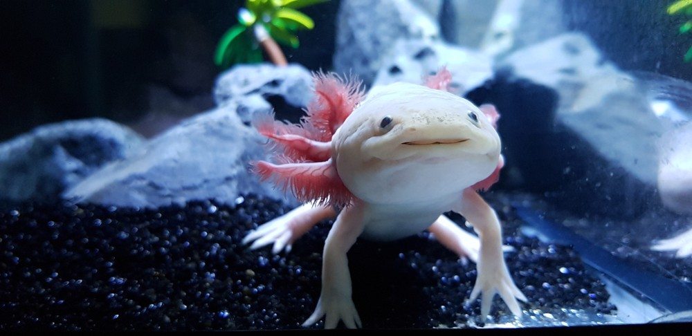 how long can axolotls be out of water