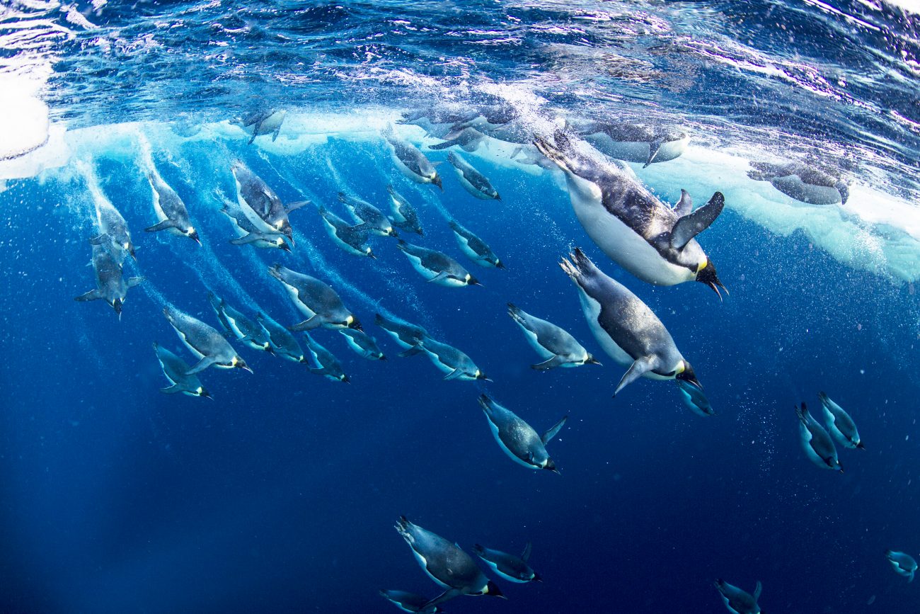 how long can penguins hold their breath