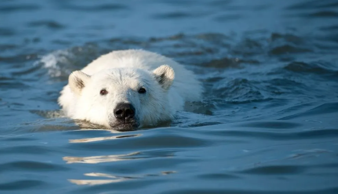 how fast can bears swim