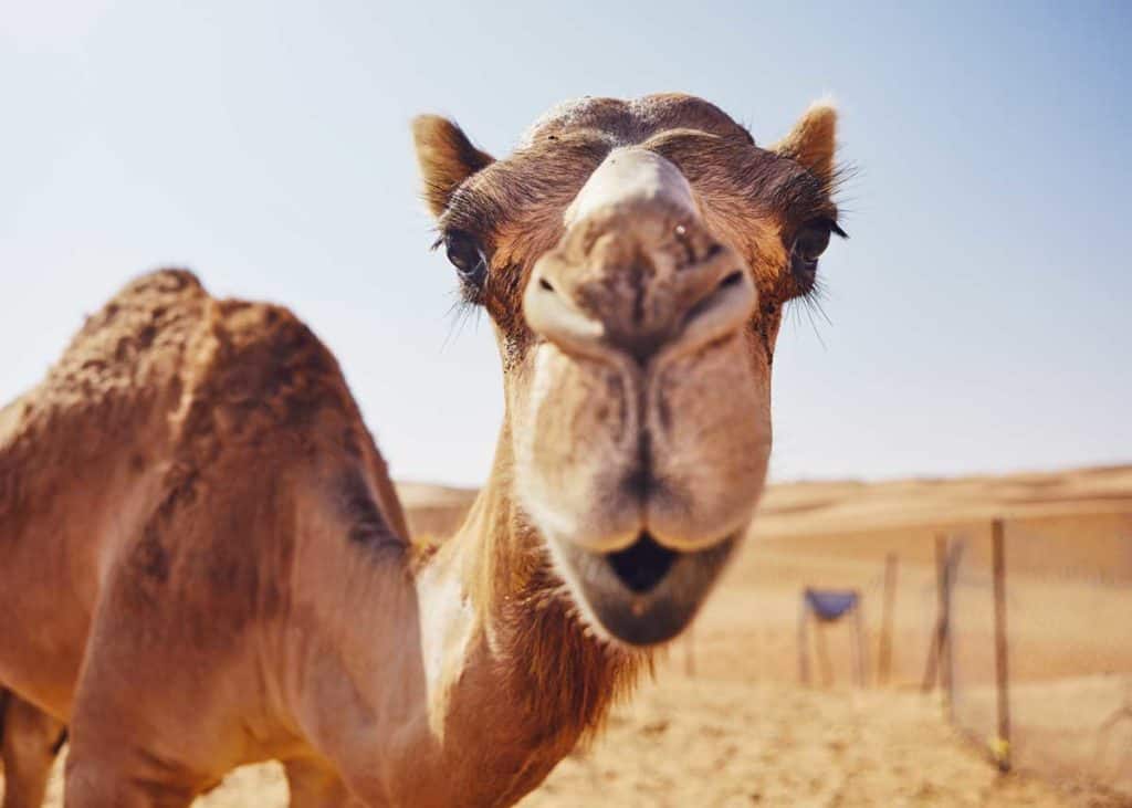 camel eyelids