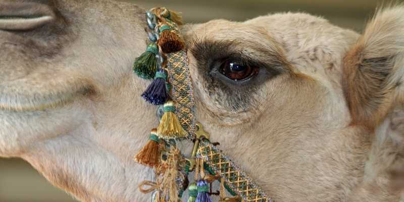 camel eyelids