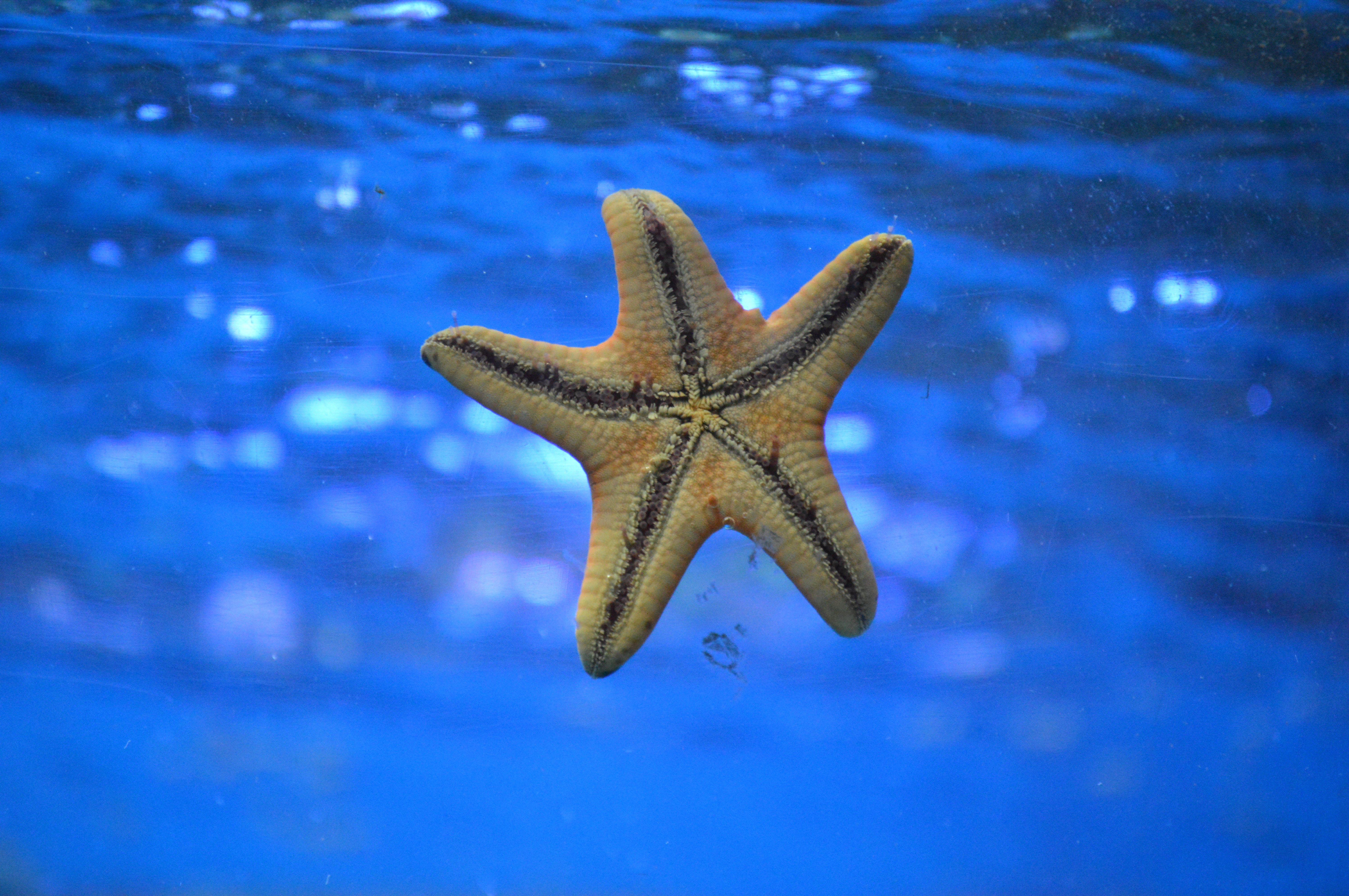 how long can starfish live out of water