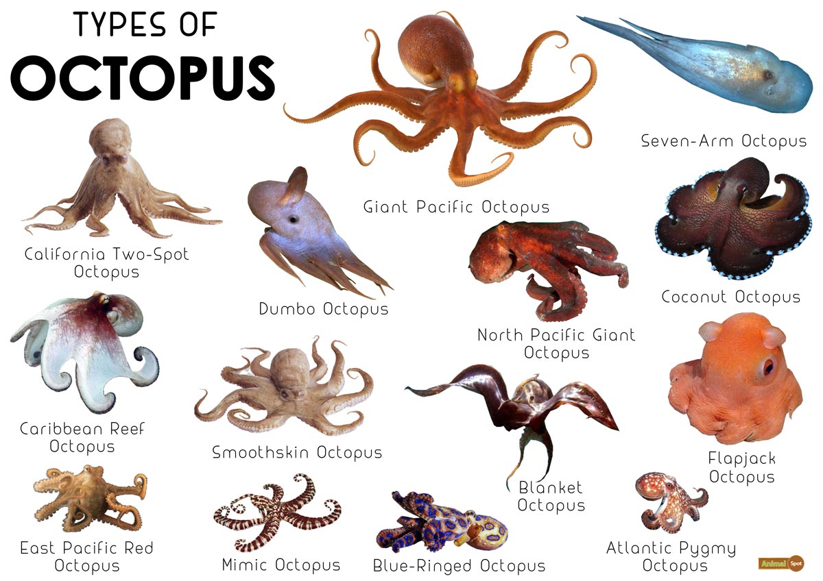 how long can octopus live out of water