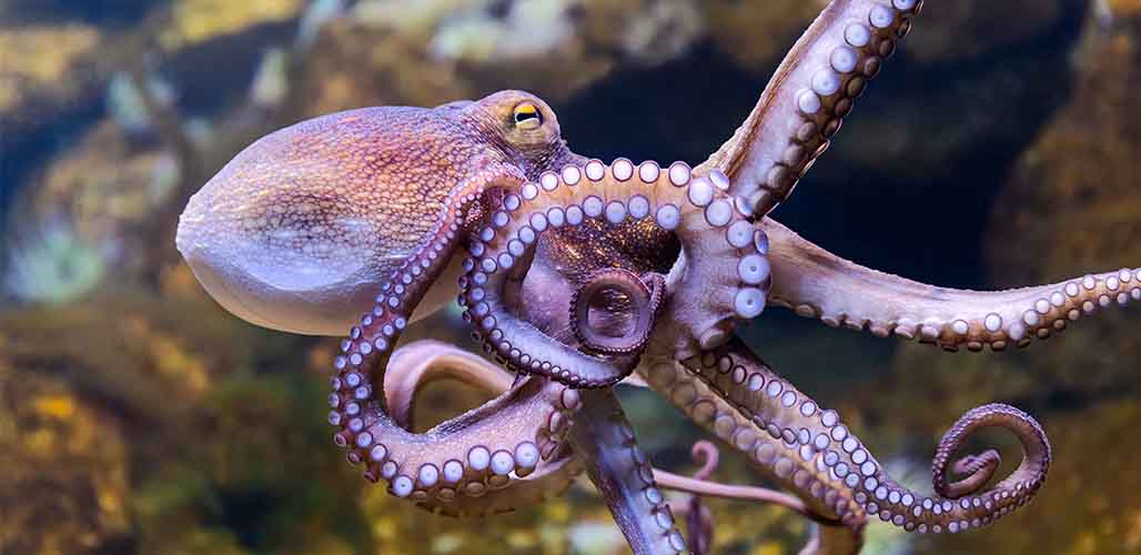 how long can octopus live out of water