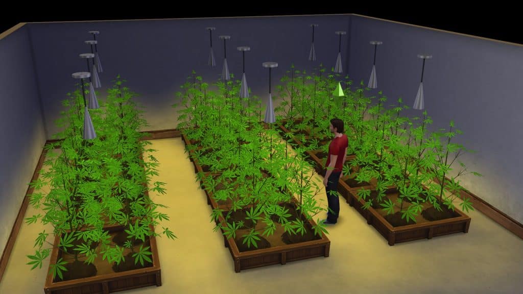 how to cure weed buds sims 4