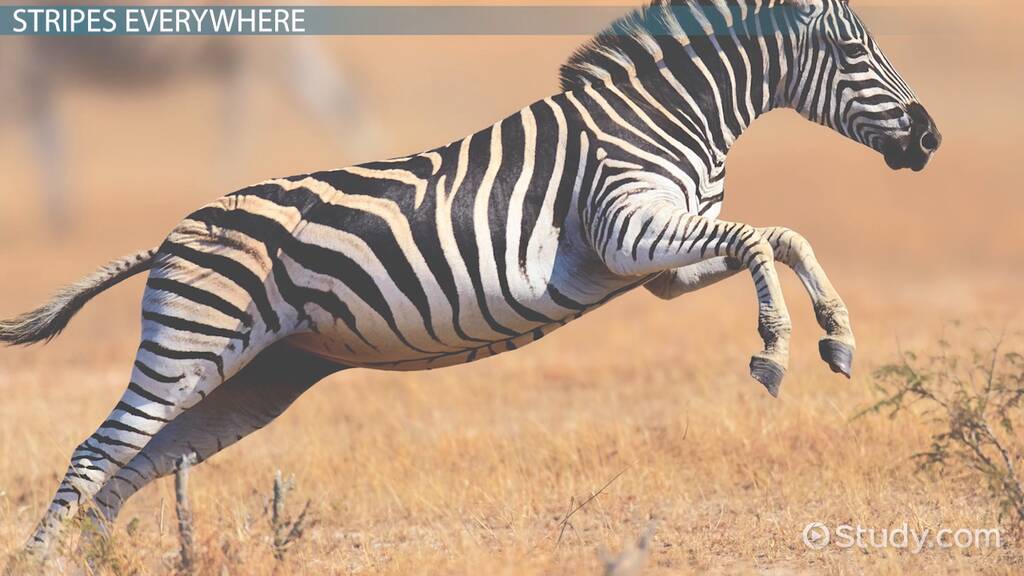 how fast is a zebra