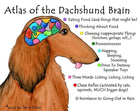 how big is a dachshunds brain