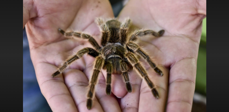 how fast can a tarantula run