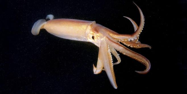 how many legs does a squid have