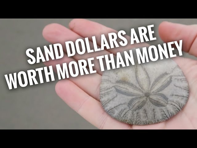 how much are sand dollars worth