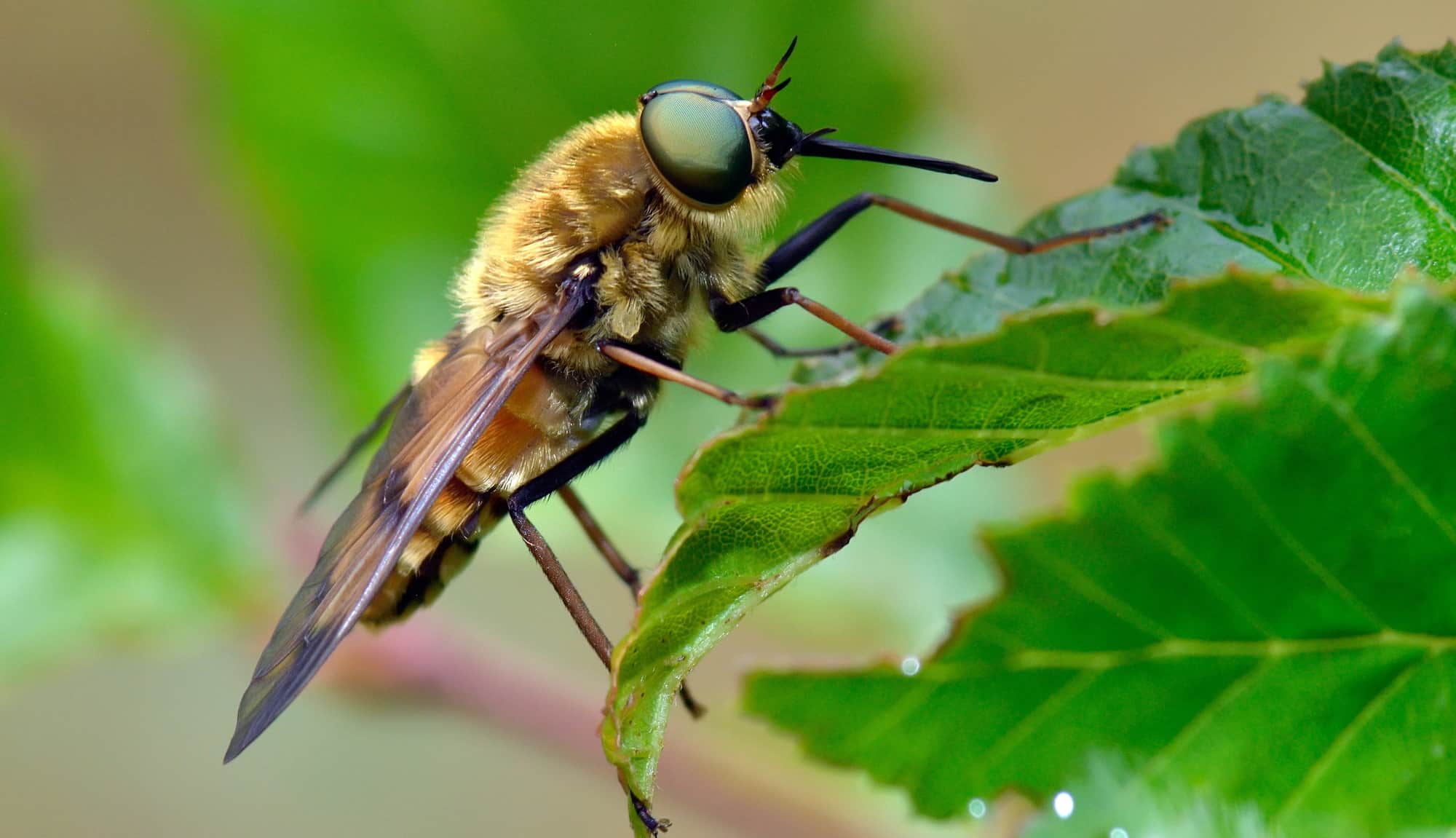 how to make cinnamon spray for flies
