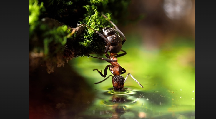 how many days can ants live in water