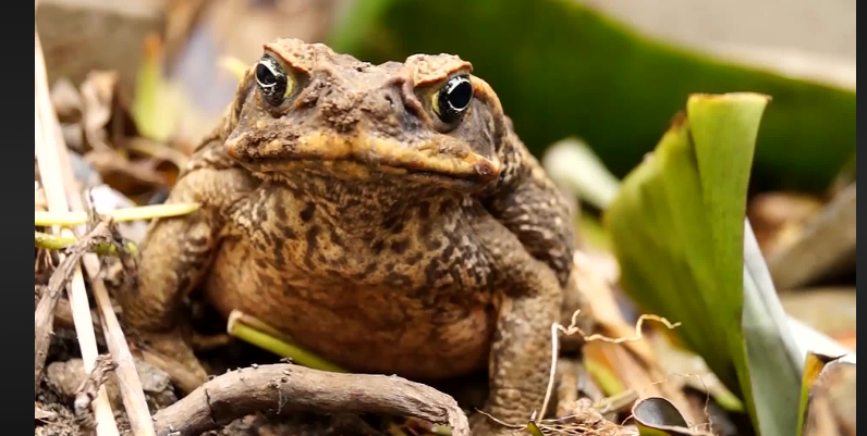 how long can toads go without eating
