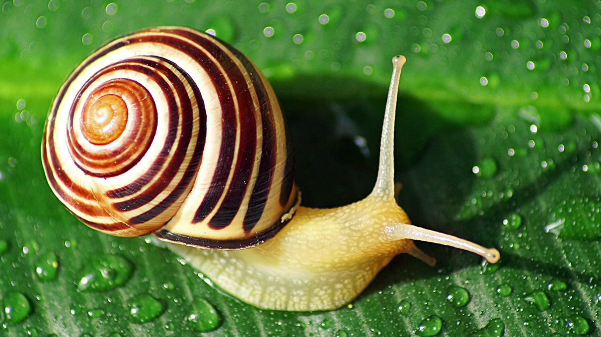how fast do snails move