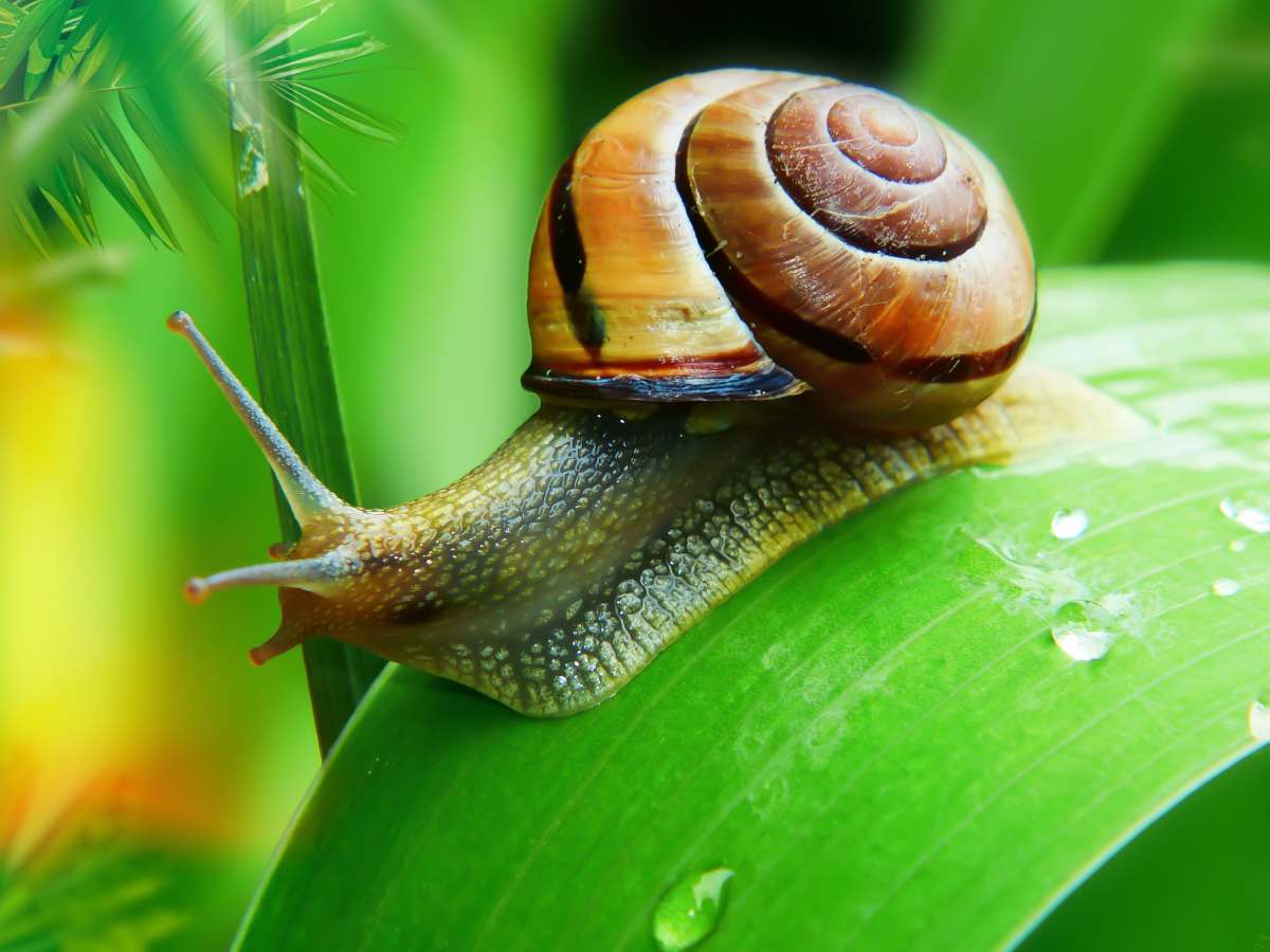 how fast do snails move