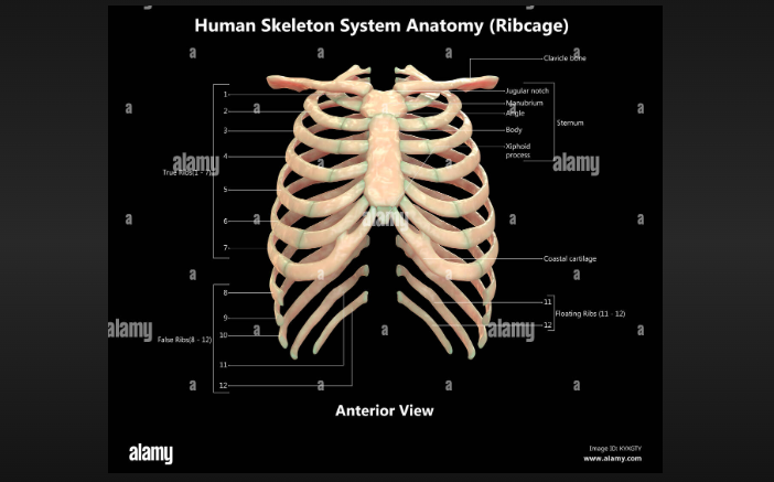 how to make your rib cage smaller